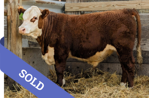 SOLD Purebred Hereford yearling bull for sale