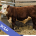 SOLD Purebred Hereford yearling bull for sale