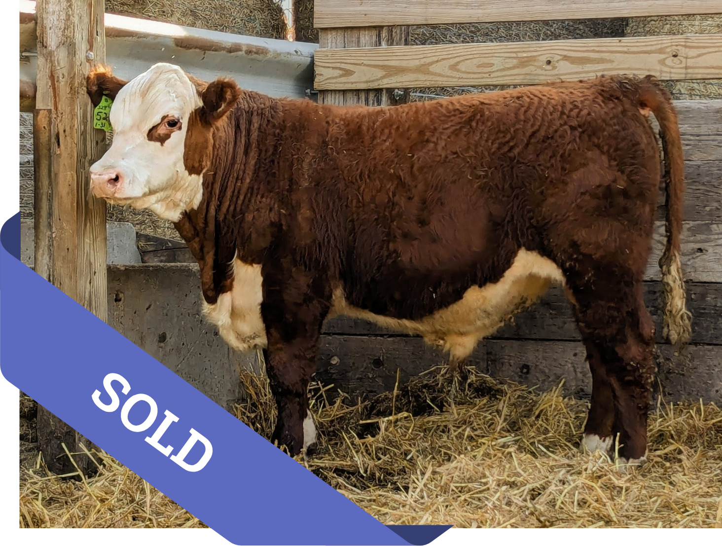 521N – BJK 569G GOLD RUSH 521N