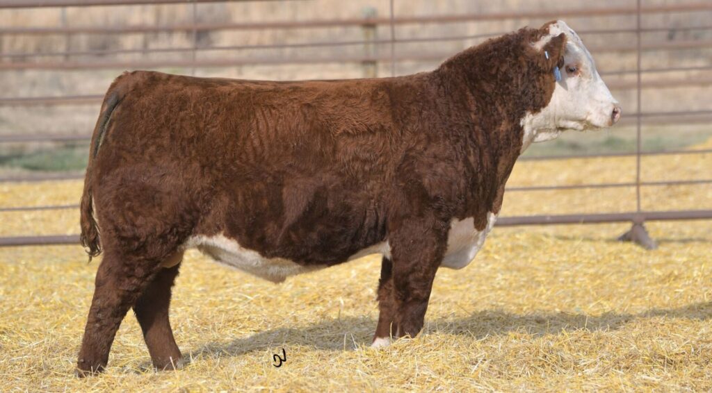 Purebred Registered Hereford sire