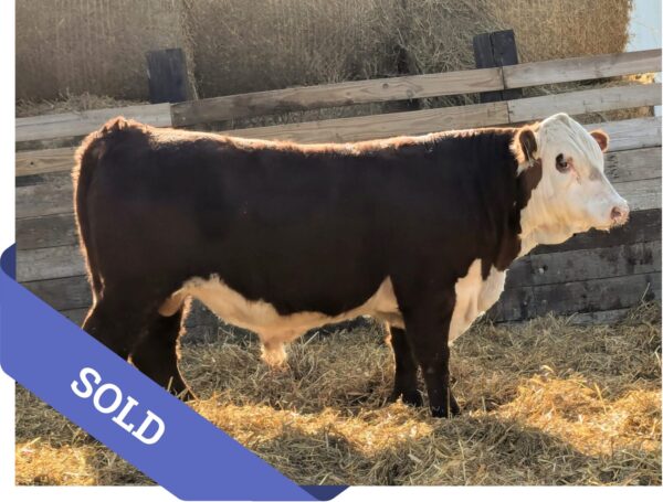 SOLD Purebred Hereford yearling bull for sale