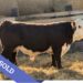 SOLD Purebred Hereford yearling bull for sale