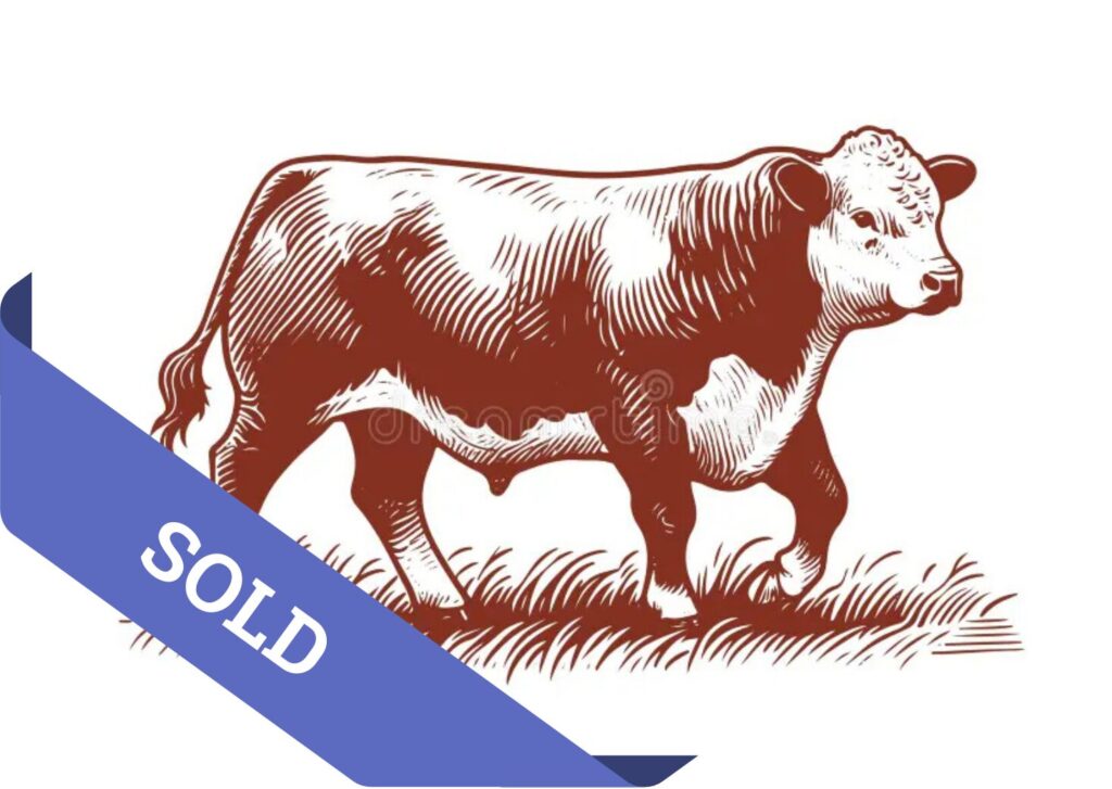 SOLD Placeholder image of a Hereford sire