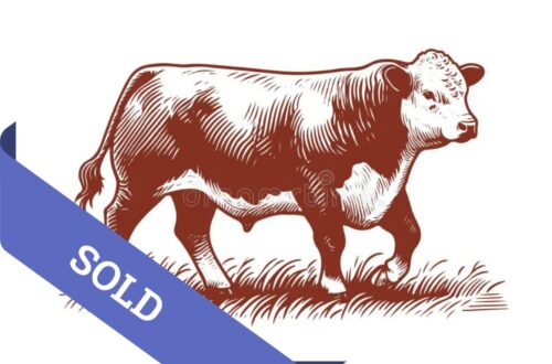 SOLD Placeholder image of a Hereford sire