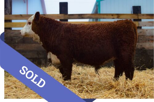 SOLD Purebred Hereford yearling bull for sale