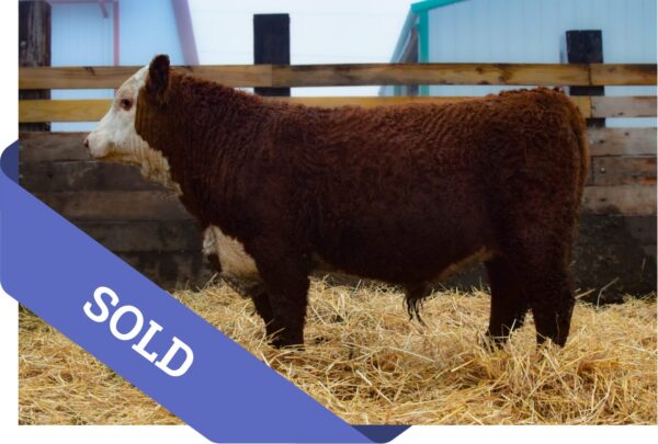 SOLD Purebred Hereford yearling bull for sale