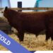 SOLD Purebred Hereford yearling bull for sale
