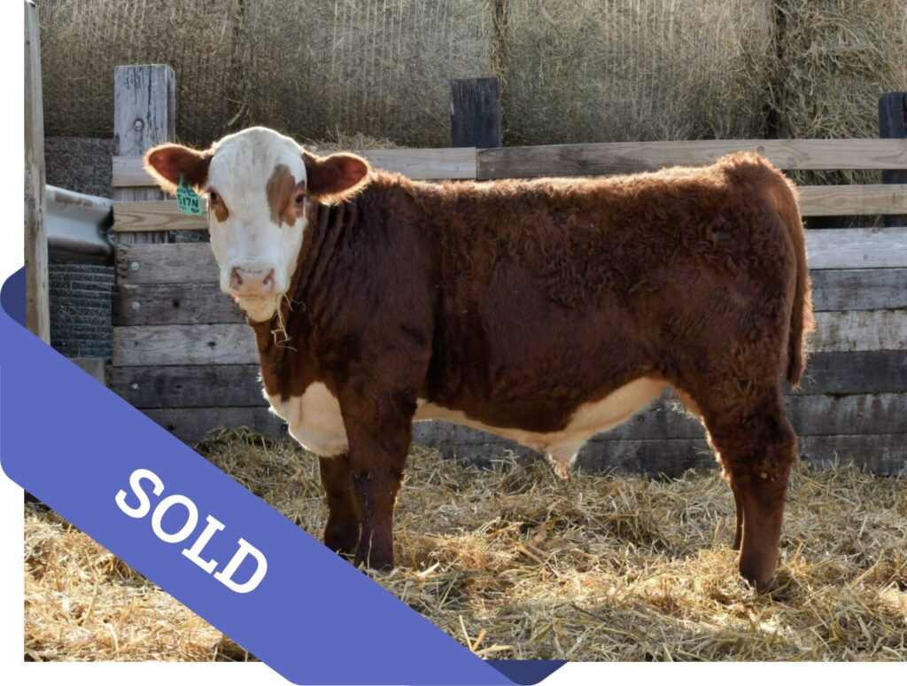 SOLD Purebred Hereford yearling bull for sale
