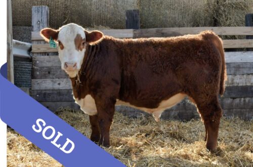 SOLD Purebred Hereford yearling bull for sale
