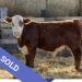 SOLD Purebred Hereford yearling bull for sale