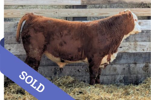 SOLD Purebred Hereford yearling bull for sale