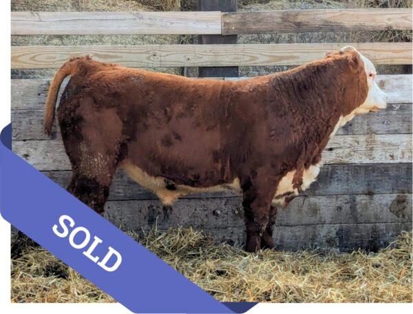 SOLD Purebred Hereford yearling bull for sale