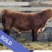 SOLD Purebred Hereford yearling bull for sale