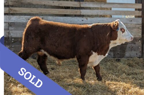 SOLD Purebred Hereford yearling bull for sale