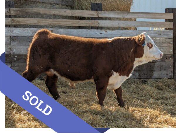 SOLD Purebred Hereford yearling bull for sale
