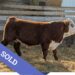 SOLD Purebred Hereford yearling bull for sale