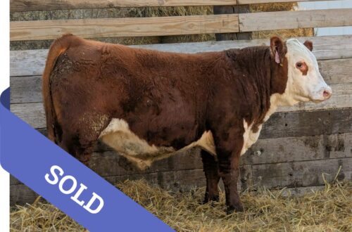 SOLD Purebred Hereford yearling bull for sale