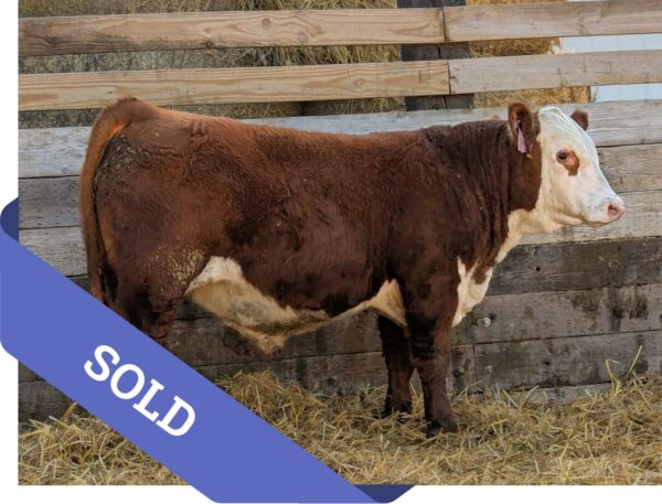 SOLD Purebred Hereford yearling bull for sale