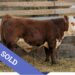 SOLD Purebred Hereford yearling bull for sale