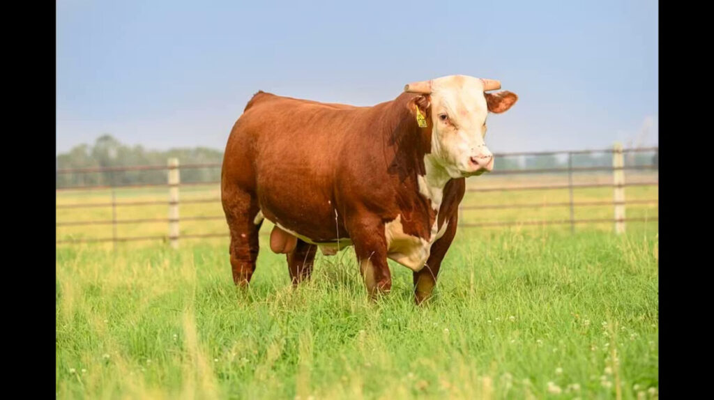 Purebred Hereford sire