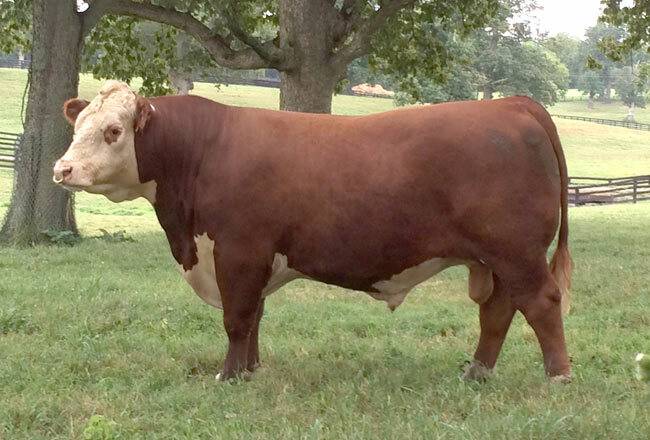 Purebred Registered Hereford sire
